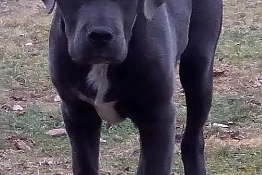 3-miesięczny Cane Corso