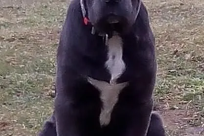 3-miesięczny Cane Corso