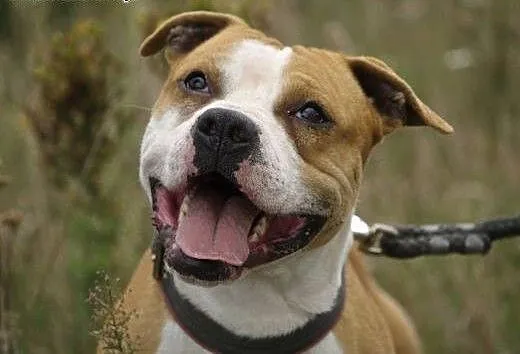 Do adopcji Luizek, łódzkie Łódź