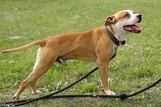 Do adopcji Luizek,  łódzkie Łódź