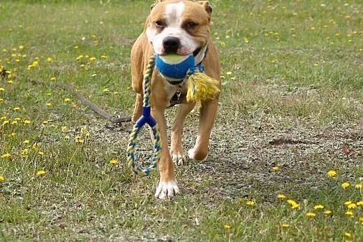 Do adopcji Luizek,  łódzkie Łódź