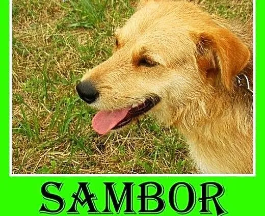 Średni,spokojny,rodziny,łagodny,tulaśny pies SAMBO