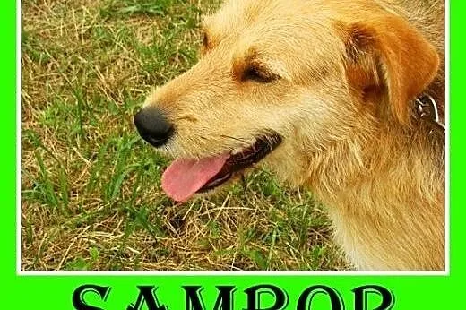 Średni,spokojny,rodziny,łagodny,tulaśny pies SAMBO