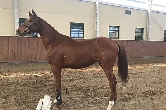 CAVANI (CORNET OBOLENSKY X DIARADO)