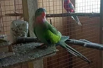 Sprzedam samca Księżniczka Walii, Lubelskie, Tarzymiechy Trzecie