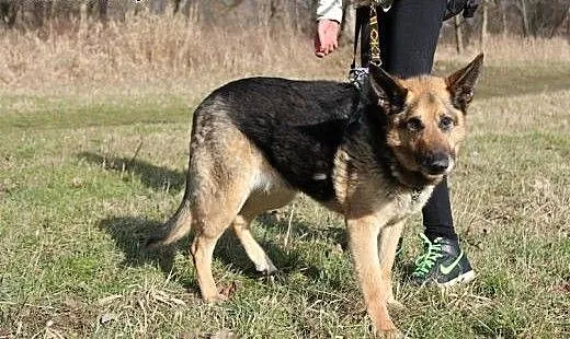 Rezolutna owczarkowata Edzia szuka domu, dolnoślą