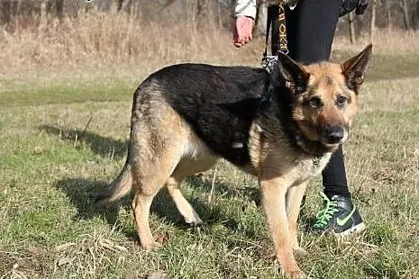 Rezolutna owczarkowata Edzia szuka domu, dolnośląskie Wrocław