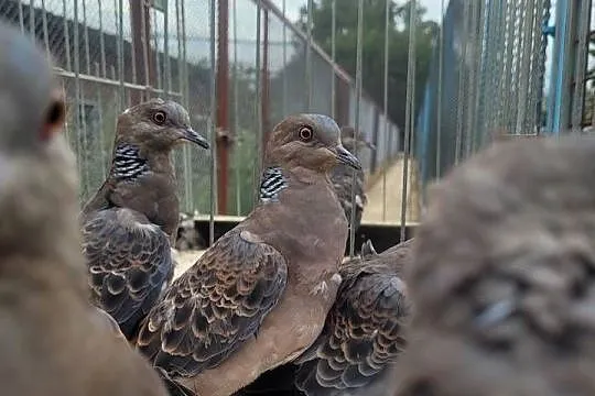 Turkawka wschodnia - Streptopelia orientalis, Mazowieckie, Płońsk