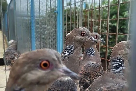 Turkawka wschodnia - Streptopelia orientalis, Mazowieckie, Płońsk