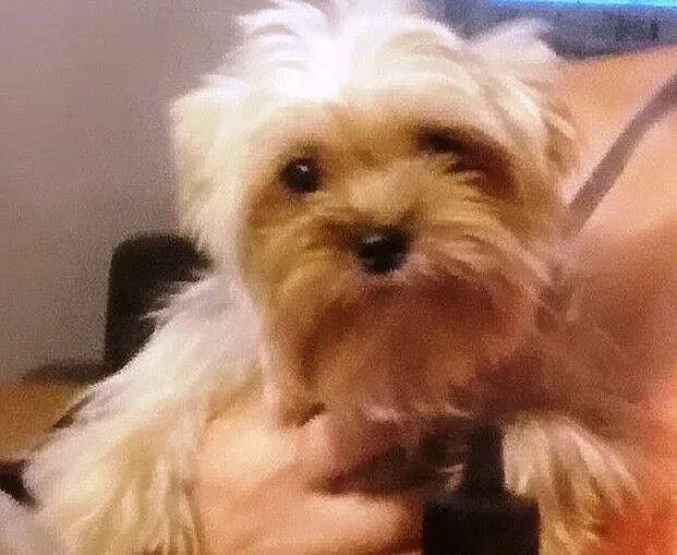 Reproduktor yorkie terrier, , Mostówka