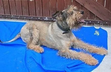 Airdale terrier mix - Harold szuka domu!, mazowie