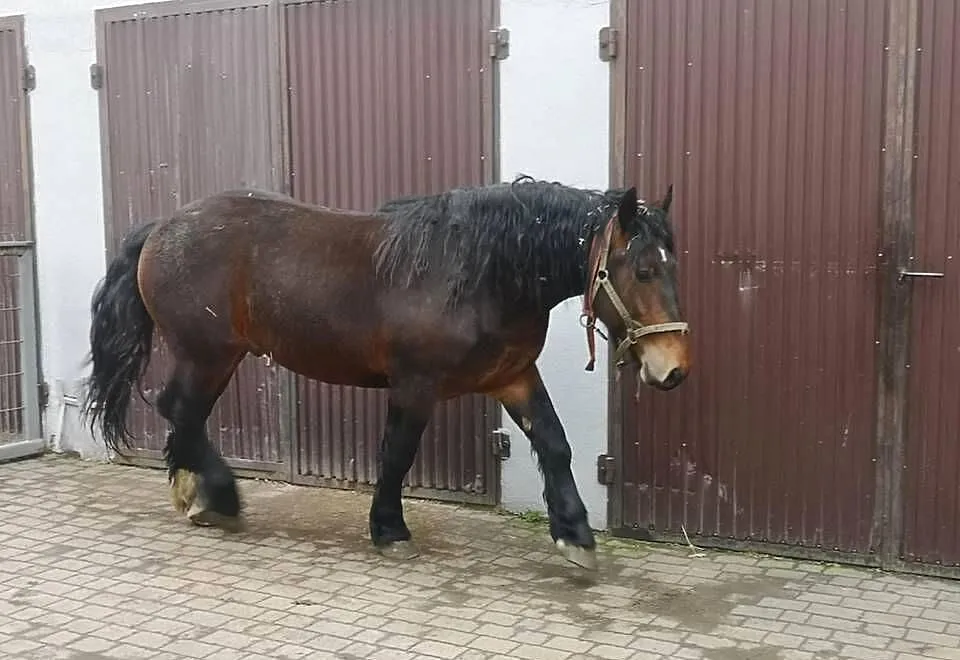Ogier 2 letni, Śląskie, Suszec