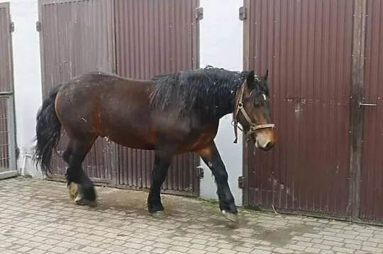 Ogier 2 letni, Śląskie, Suszec