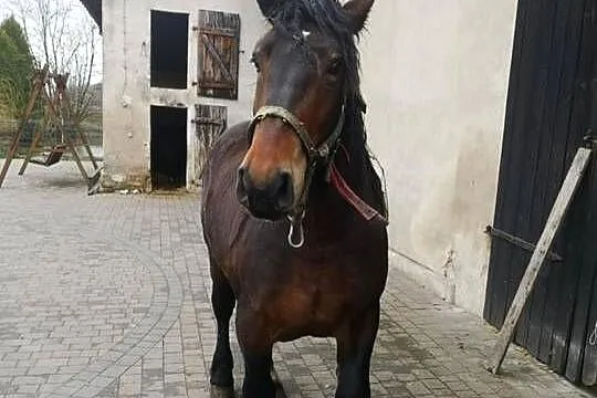 Ogier 2 letni, Śląskie, Suszec