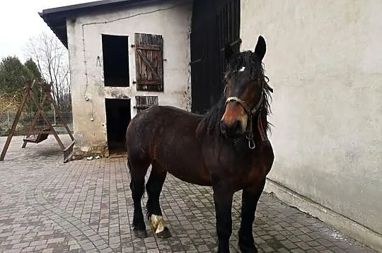 Ogier 2 letni, Śląskie, Suszec