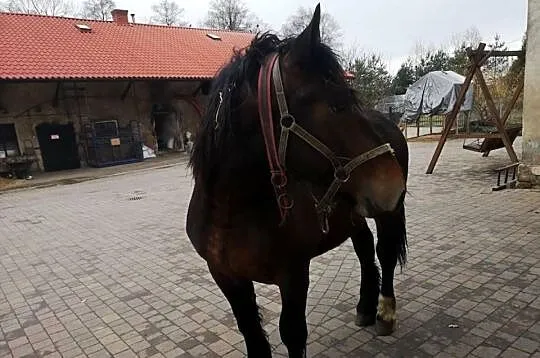 Ogier 2 letni, Śląskie, Suszec