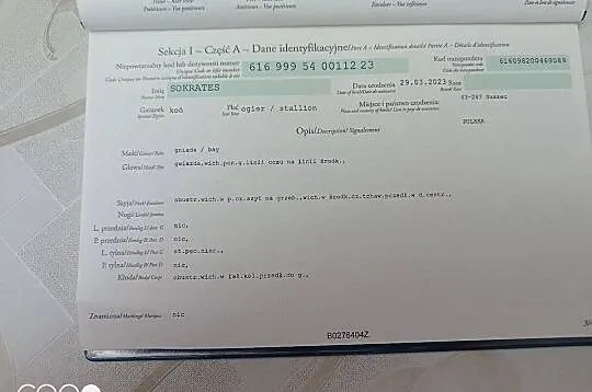 Ogier 2 letni, Śląskie, Suszec
