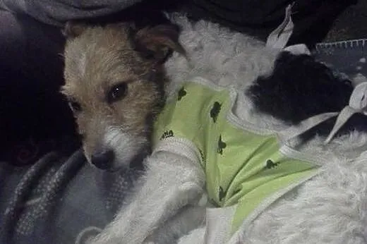 Urocza, słodka COCO do adopcji,  mazowieckie Warszawa