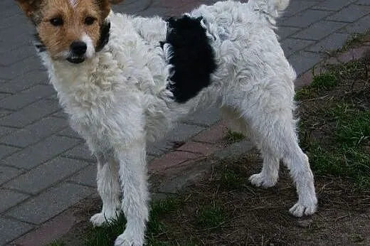 Urocza, słodka COCO do adopcji,  mazowieckie Warsz