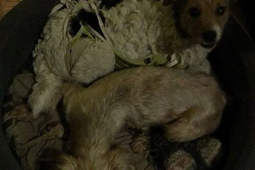 Urocza, słodka COCO do adopcji,  mazowieckie Warsz