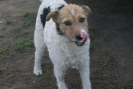 Urocza, słodka COCO do adopcji,  mazowieckie Warsz