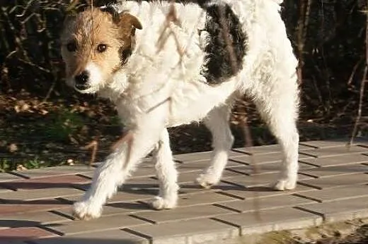Urocza, słodka COCO do adopcji,  mazowieckie Warsz