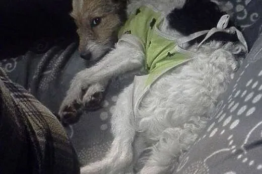 Urocza, słodka COCO do adopcji,  mazowieckie Warsz