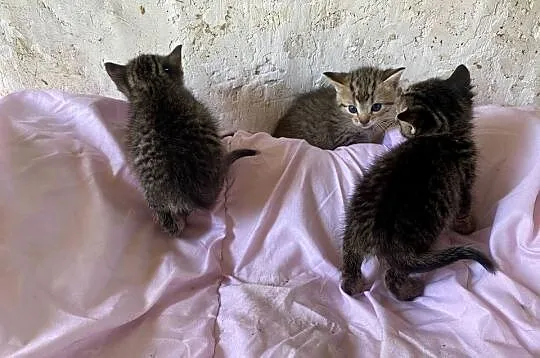 Oddam śliczne kotki w dobre ręce, Świętokrzyskie, Baranówek
