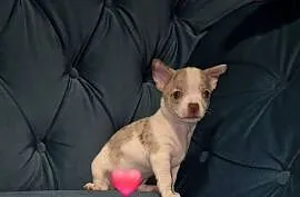 Chihuahua piesek merle z biały