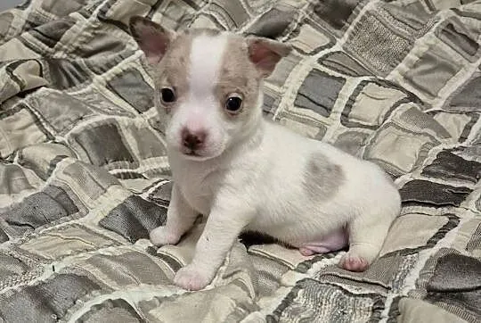 Chihuahua piesek merle z biały, Dolnośląskie, Wrocław