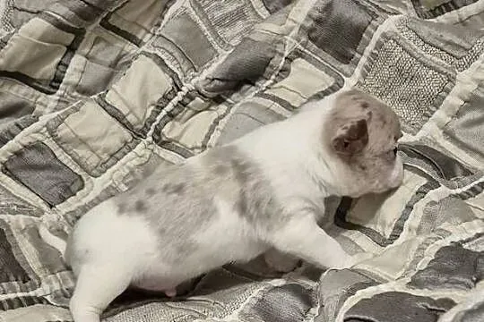 Chihuahua piesek merle z biały, Dolnośląskie, Wrocław