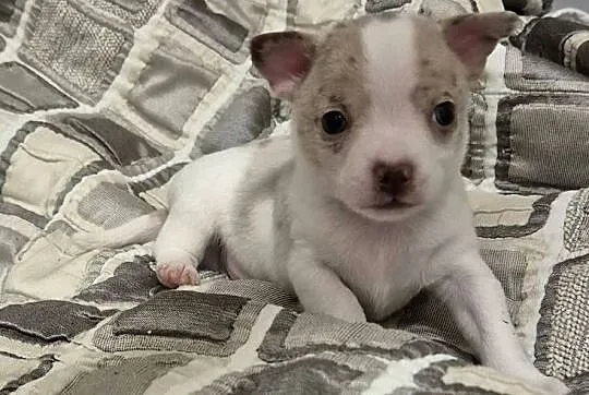 Chihuahua piesek merle z biały, Dolnośląskie, Wrocław