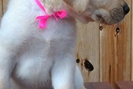 Już do odbioru śliczne biszkoptowe labradorki,  La