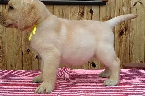 Już do odbioru śliczne biszkoptowe labradorki,  La