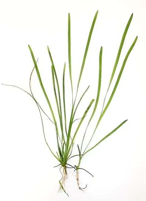 Nurzaniec 20-30cm, Kujawsko-pomorskie, Toruń