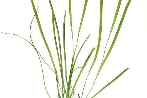 Nurzaniec 20-30cm, Kujawsko-pomorskie, Toruń