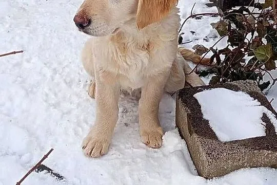 Golden RETRIEVER