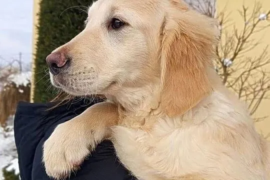 Golden RETRIEVER, Podkarpackie, Tarnobrzeg