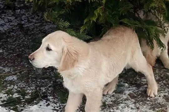 Golden RETRIEVER, Podkarpackie, Tarnobrzeg