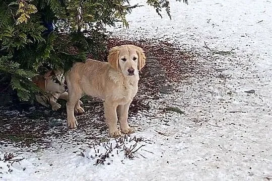Golden RETRIEVER, Podkarpackie, Tarnobrzeg