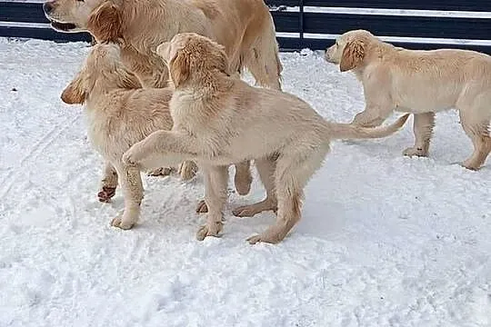 Golden RETRIEVER, Podkarpackie, Tarnobrzeg