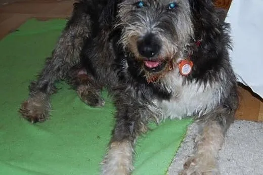 Cudowny Misio szuka superowego domu! ,  mazowiecki