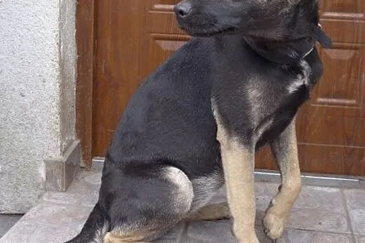 Roczne psie rodzeństwo szuka kochających domków na