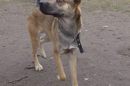 Roczne psie rodzeństwo szuka kochających domków na