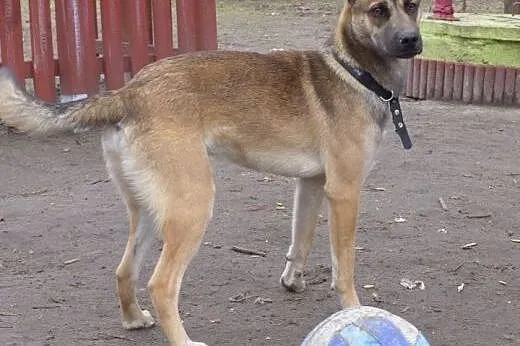 Roczne psie rodzeństwo szuka kochających domków na