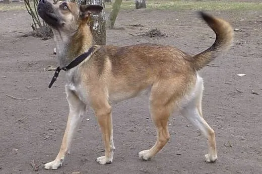Roczne psie rodzeństwo szuka kochających domków na