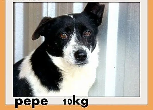 PEPE dla domatora,mały 9kg,łagodny,tulaśny piesek.