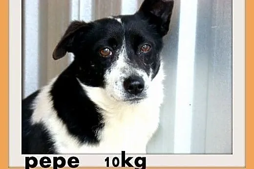 PEPE dla domatora,mały 9kg,łagodny,tulaśny piesek.