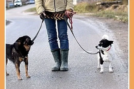 PEPE dla domatora,mały 9kg,łagodny,tulaśny piesek.