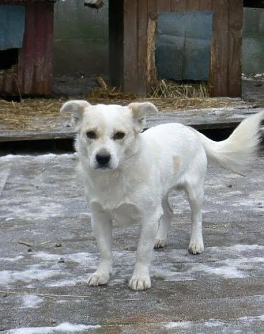 Kremuś - pilnie do adopcji !! , mazowieckie Warsz